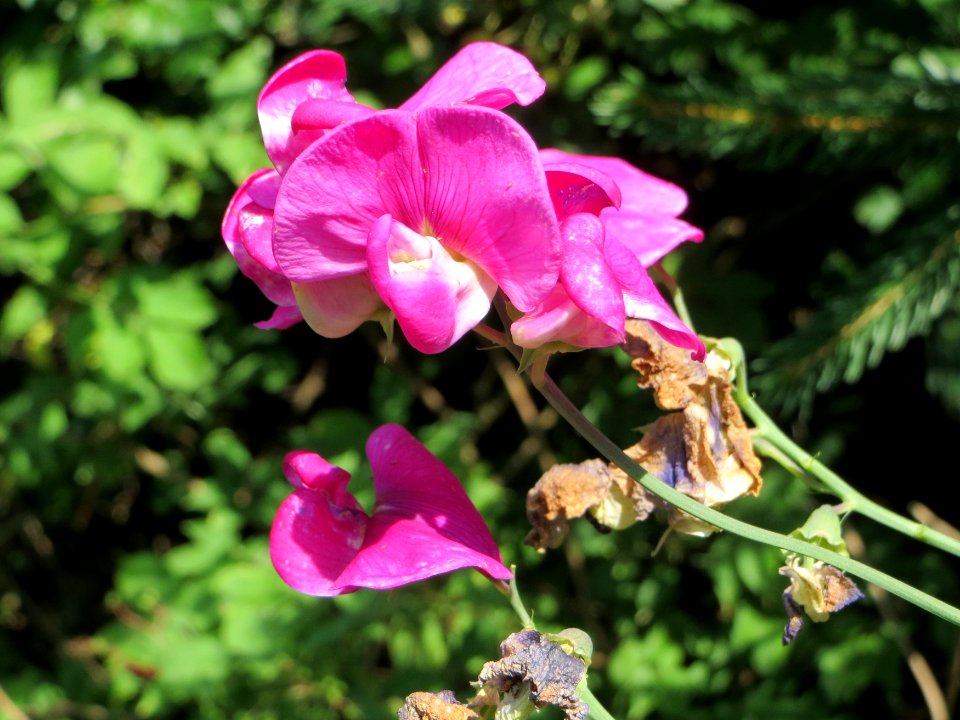 20140716Lathyrus_latifolius1