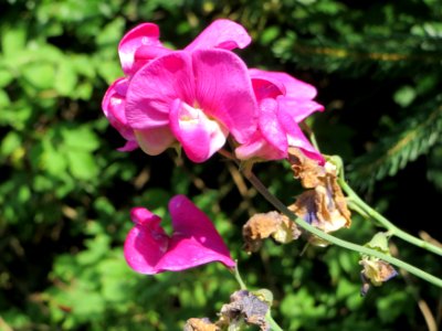20140716Lathyrus_latifolius1