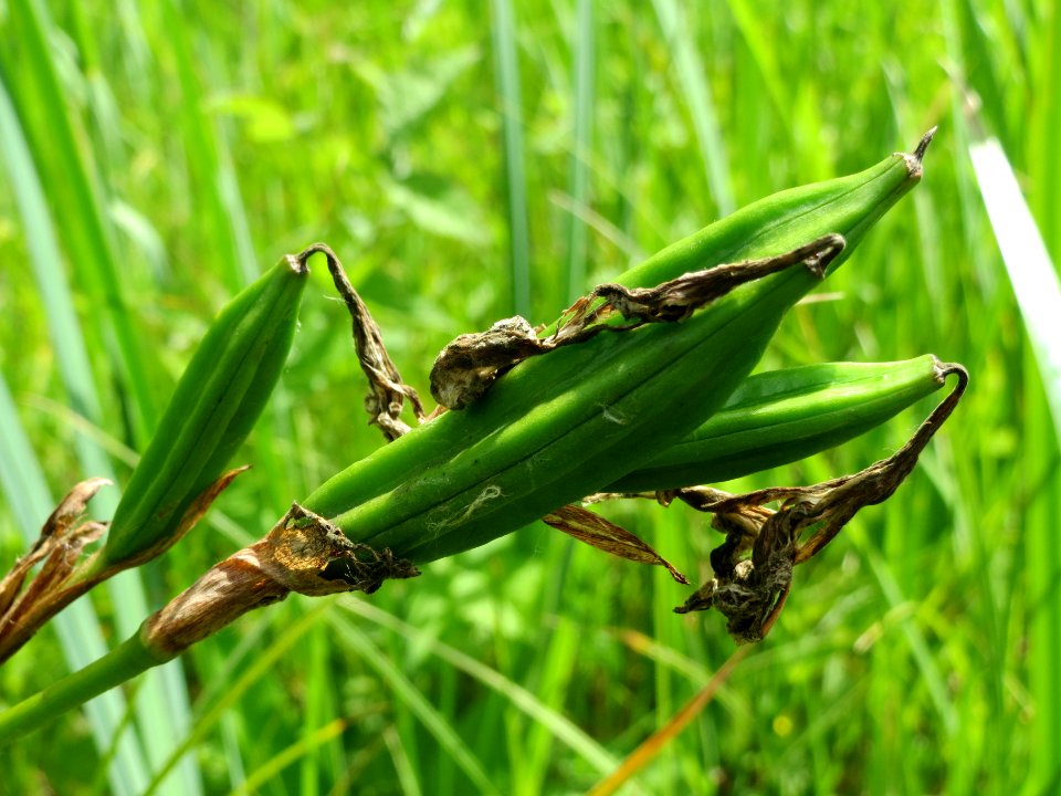20140607Iris_pseudacorus3
