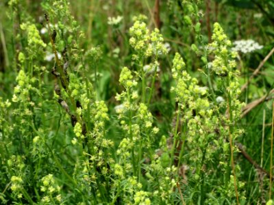 20140724Reseda_lutea1