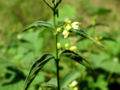20140608Vincetoxicum_hirundinaria2