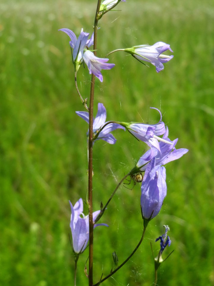 20140610Campanula_rapunculus4