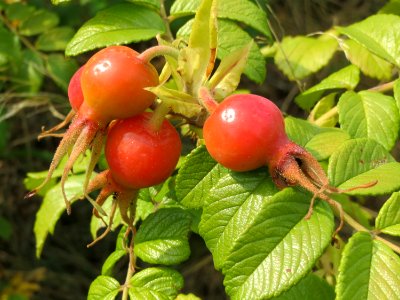 20140722Rosa_rugosa1