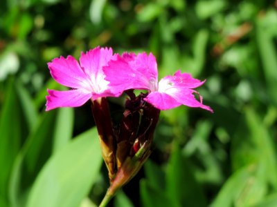 20140608Dianthus_carthusianorum1
