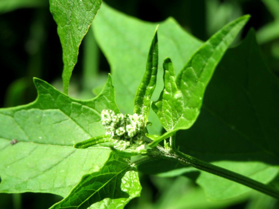 20140719Chenopodiastrum_hybridum6