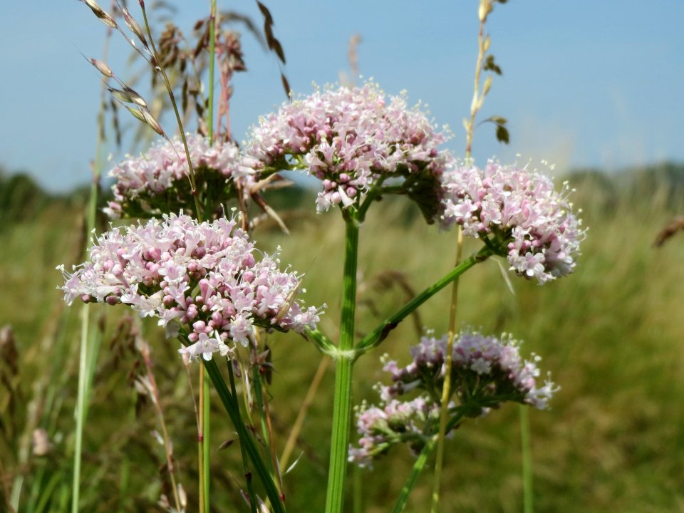 20140607Valeriana_officinalis1