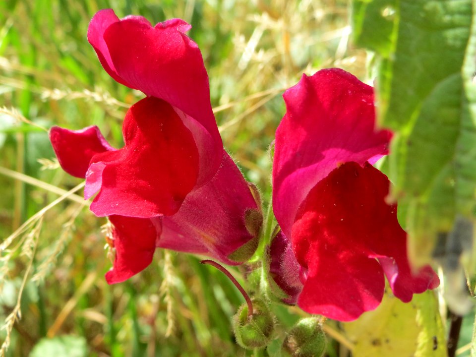 20140627Antirrhinum_majus4