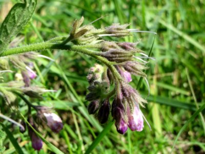 20140718Symphytum_officinale