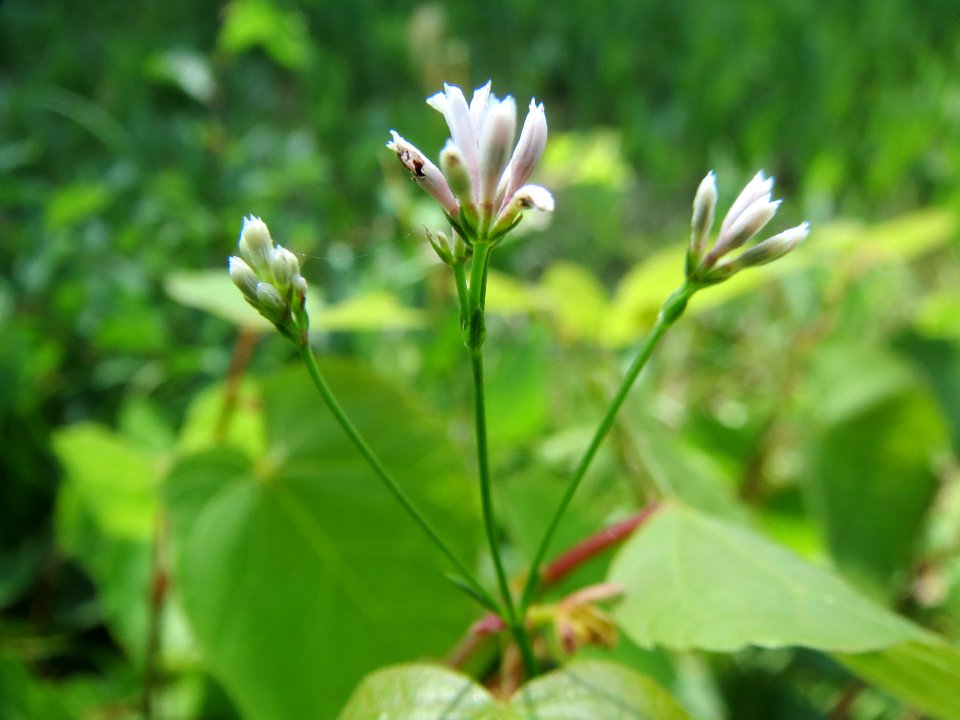 20140608Asperula_cynanchica1