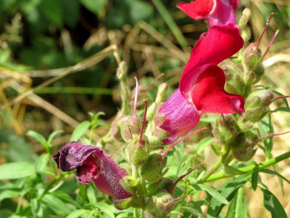 20140627Antirrhinum_majus6