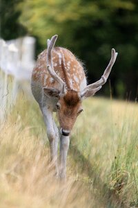 Nature hunting fallow deer photo