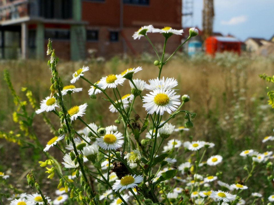 20140725Erigeron_annuus3