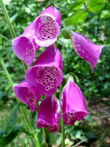 20140608Digitalis_purpurea2