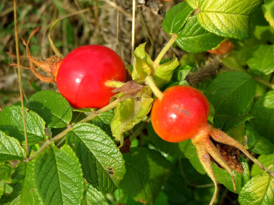 20140722Rosa_rugosa2