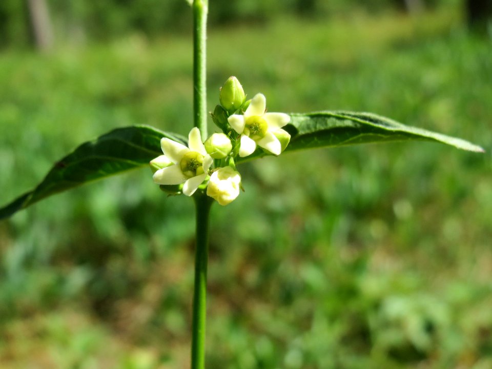 20140608Vincetoxicum_hirundinaria3