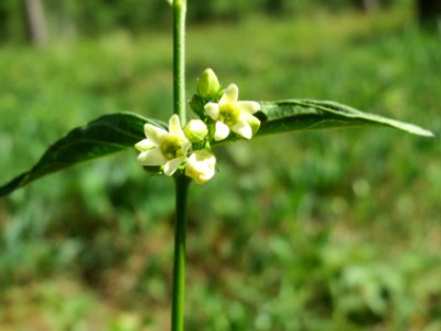 20140608Vincetoxicum_hirundinaria3