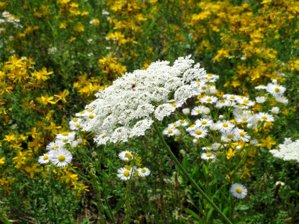 20140725Daucus_carota3