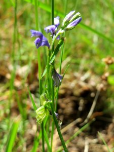 20140608Polygala_vulgaris5