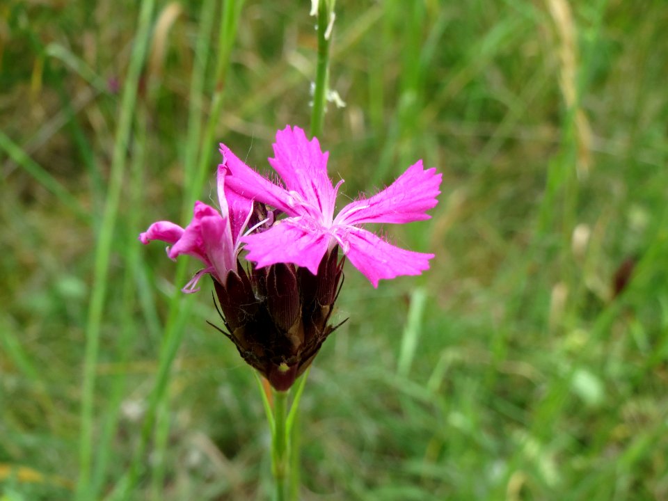 20140607Dianthus_carthusianorum2