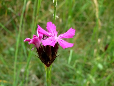 20140607Dianthus_carthusianorum2