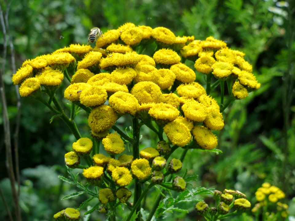 20140716Tanacetum_vulgare