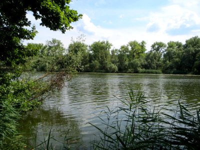 20140723Russheimer_Altrhein4
