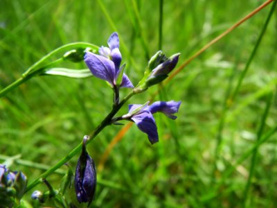 20140608Polygala_vulgaris2