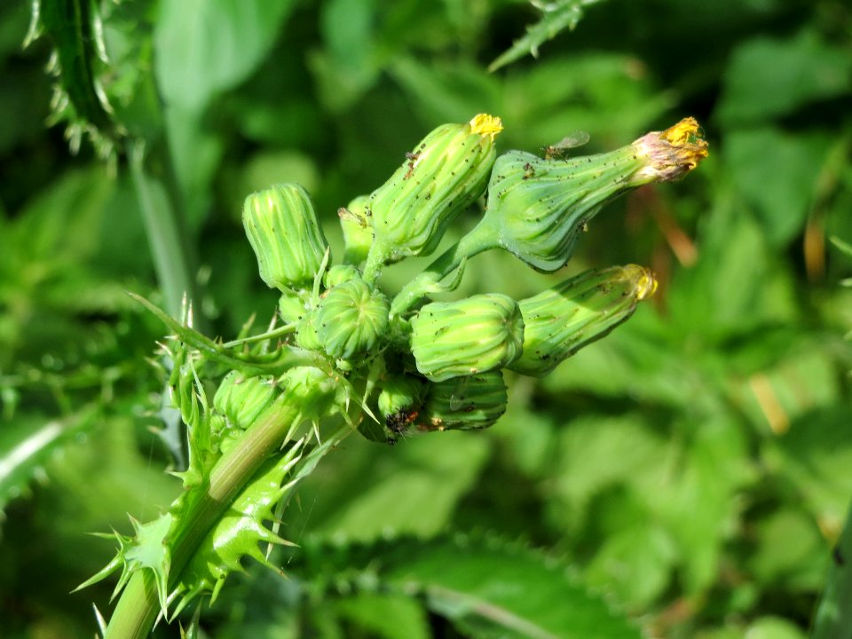20140611Sonchus_asper