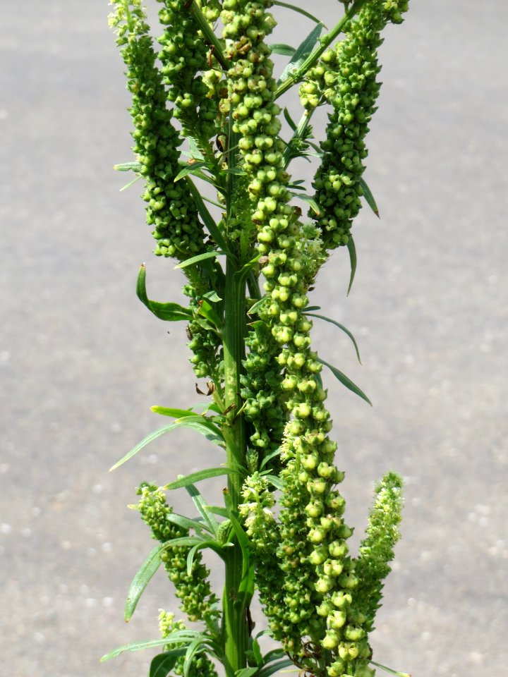 20140724Reseda_luteola09