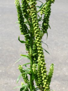 20140724Reseda_luteola09