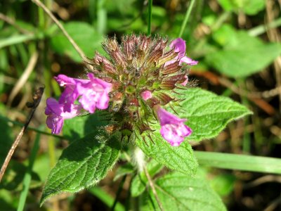 20140723Clinopodium_vulgare