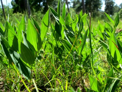 20140608Polygonatum_odoratum2