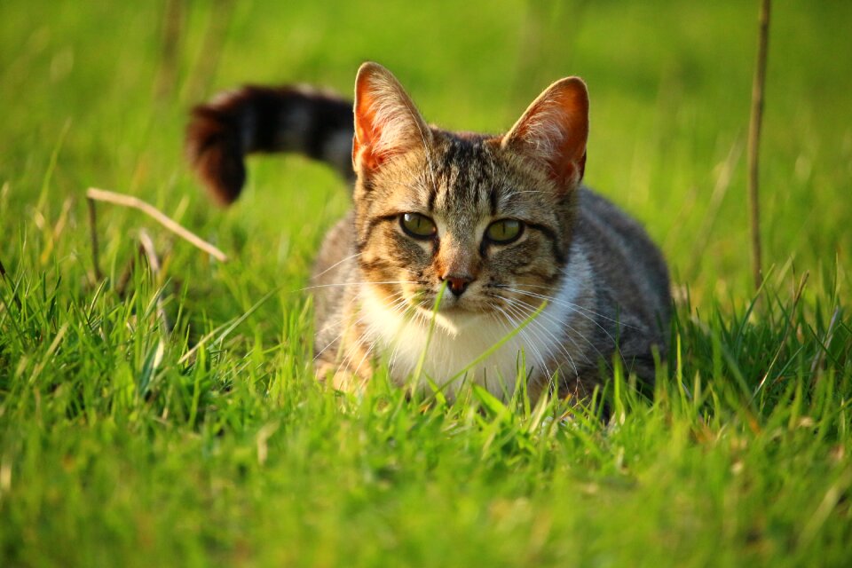 Tiger cat cat baby young cat