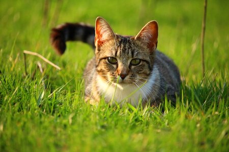 Tiger cat cat baby young cat photo