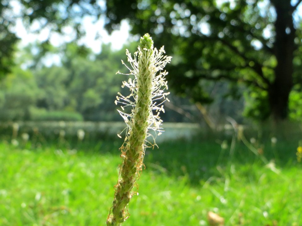 20140723Plantago_media3
