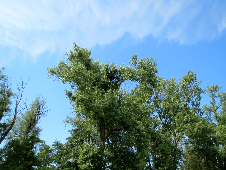 20140611Pappeln_Marlach