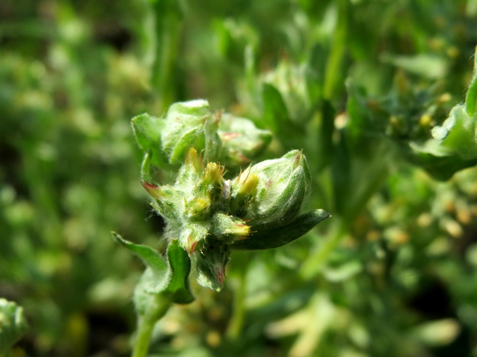 20140725Filago_lutescens5
