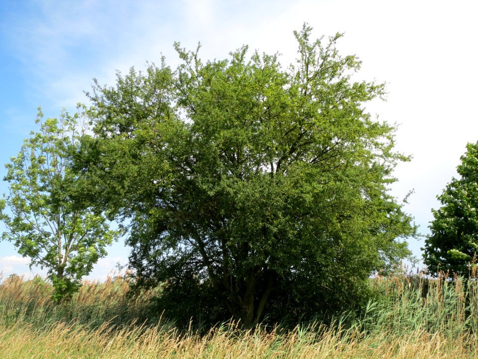 20140611Prunus_cerasifera