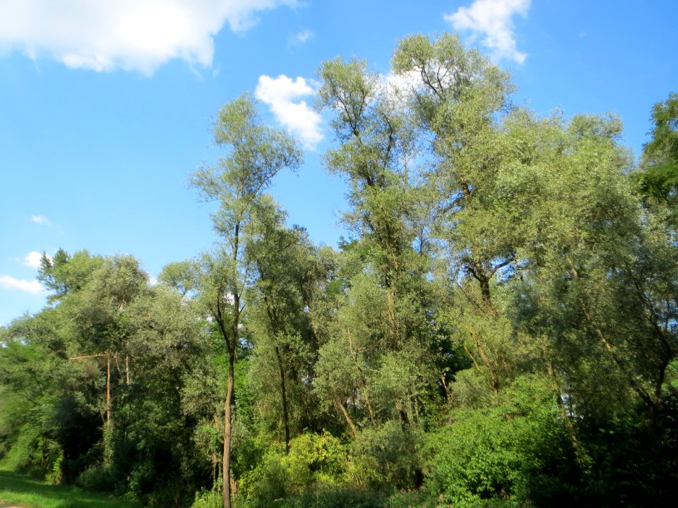 20140723Russheimer_Altrhein6