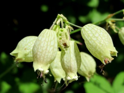 20140608Silene_vulgaris