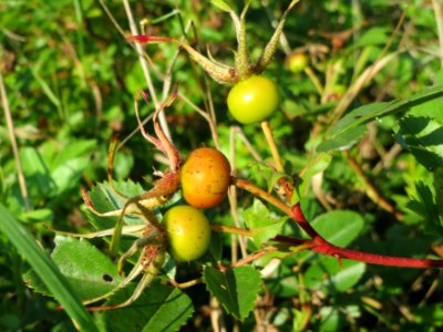 20140724Rosa_spinosissima2
