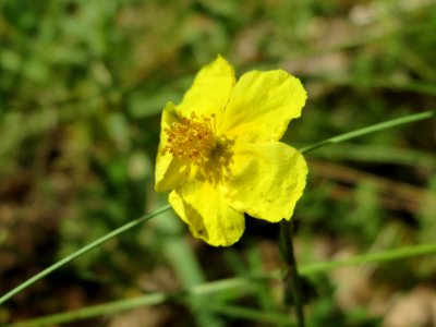 20140608Helianthemum_nummularium