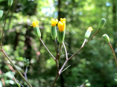 20140607Lapsana_communis