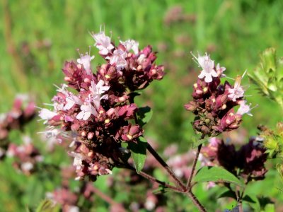 20140723Origanum_vulgare