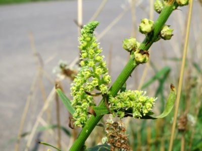 20140724Reseda_luteola11