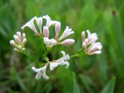 20140608Asperula_cynanchica2