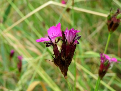 20140607Dianthus_carthusianorum4