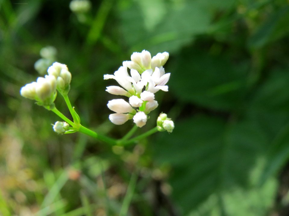 20140608Asperula_cynanchica3