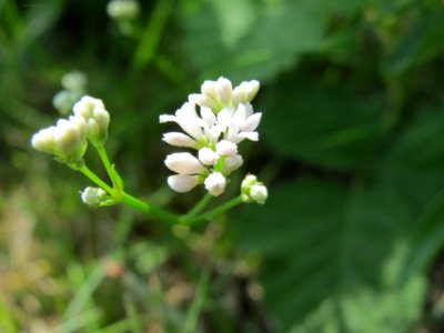 20140608Asperula_cynanchica3