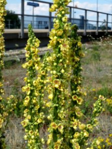 20140716Verbascum_nigrum2